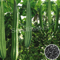 Ridge Gourd Non-Hybrid (40 Seeds) Ridge Gourd Non-Hybrid (40 Seeds)