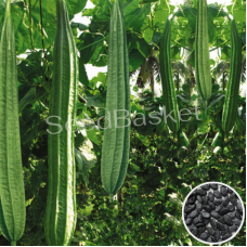 Ridge Gourd Non-Hybrid (40 Seeds)