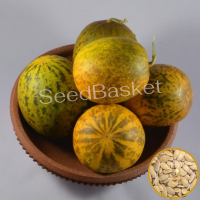 Sambar Cucumber(Dosakaya)- 50 Seeds Sambar Cucumber(Dosakaya)- 50 Seeds
