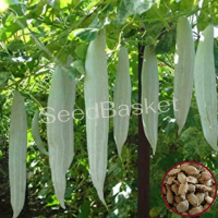 Snake Gourd Non-Hybrid (12 Seeds) Snake Gourd Non-Hybrid (12 Seeds)