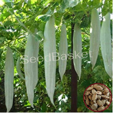 Snake Gourd Non-Hybrid (12 Seeds)