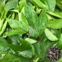 Sorrel Leaves(Gongura Red) (300+ Seeds) Sorrel Leaves(Gongura Red) (300+ Seeds)