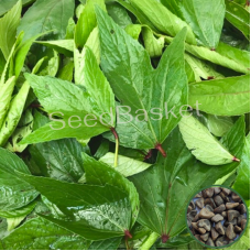 Sorrel Leaves(Gongura Red) (300+ Seeds) Sorrel Leaves(Gongura Red) (300+ Seeds)