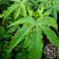 Sorrel Leaves(Gongura White) (300+ Seeds) Sorrel Leaves(Gongura White) (300+ Seeds)