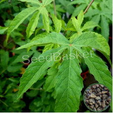 Sorrel Leaves(Gongura White) (300+ Seeds) Sorrel Leaves(Gongura White) (300+ Seeds)