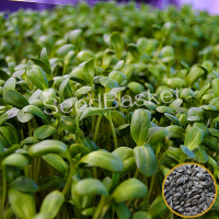 Microgreen Sunflower Seeds (50 Grams) Microgreen Sunflower Seeds (50 Grams)