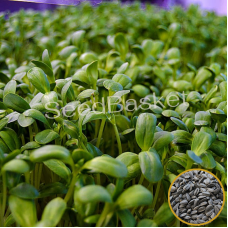 Microgreen Sunflower Seeds (50 Grams)