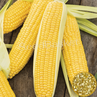 Sweet Corn Hybrid (15 Seeds) Sweet Corn Hybrid (15 Seeds)