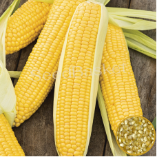 Sweet Corn Hybrid (15 Seeds) Sweet Corn Hybrid (15 Seeds)