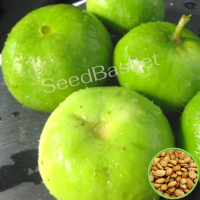 Tinda Indian Round Gourd Tinda Indian Round Gourd