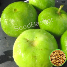 Tinda Indian Round Gourd Tinda Indian Round Gourd