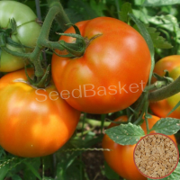Tomato Non Hybrid (400+ Seeds) Tomato Non Hybrid (400+ Seeds)
