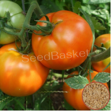 Tomato Non Hybrid (400+ Seeds) Tomato Non Hybrid (400+ Seeds)