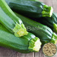 Zucchini Summer Squash Long (20 Seeds) Zucchini Summer Squash Long (20 Seeds)