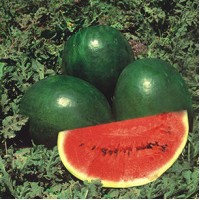 Watermelon Black-Hybrid ( 15 seeds) Watermelon Black-Hybrid ( 15 seeds)