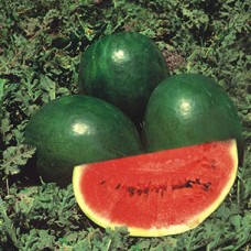 Watermelon Black-Hybrid ( 15 seeds) Watermelon Black-Hybrid ( 15 seeds)