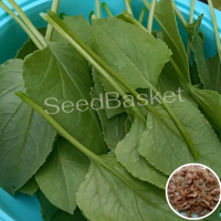 Chukka Kura (250+ Seeds)